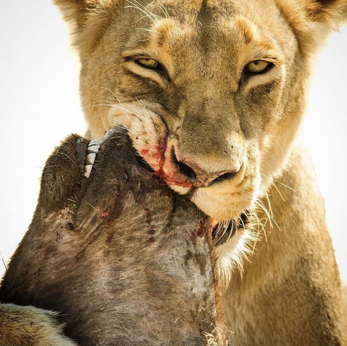 lion vs blue wildebeest